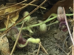 Aristolochia reticulata