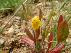 Tuberaria guttata