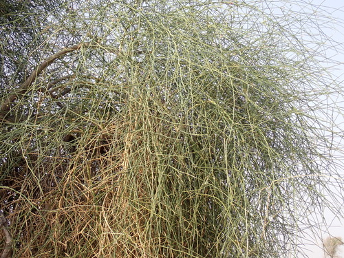 Capparis decidua, photograph 3