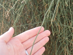 Capparis decidua, photograph (c) harrier, some rights reserved (CC BY)