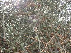 Capparis decidua