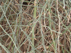 Capparis decidua, photograph (c) harrier, some rights reserved (CC BY)