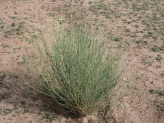Leptadenia (Leptadenia)
