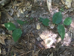 Aristolochia reticulata