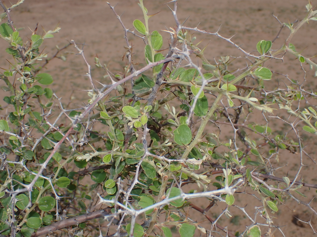 Ziziphus nummularia; photograph (c) harrier, some rights reserved (CC BY)