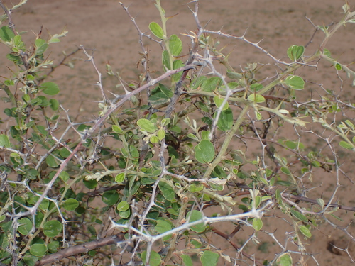 Ziziphus nummularia