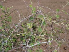Ziziphus nummularia