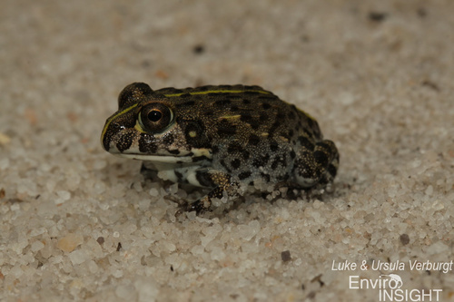 Edible bullfrog