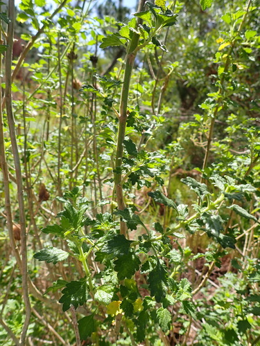 Leonotis ocymifolia, photograph 5