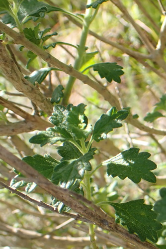 Leonotis ocymifolia, photograph 6