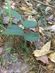 Aristolochia reticulata