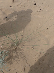 Leptadenia pyrotechnica