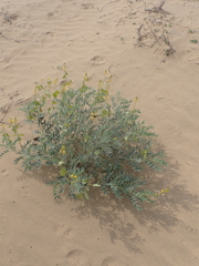 Senna alexandrina, photograph (c) harrier, some rights reserved (CC BY)