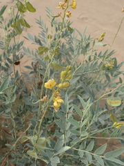 Senna alexandrina, photograph (c) harrier, some rights reserved (CC BY)