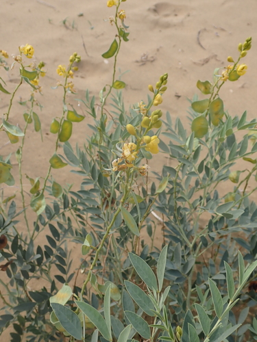 Senna alexandrina, photograph 5