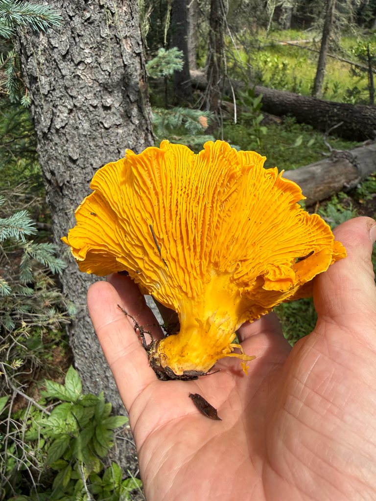 Rainbow Chanterelle · August 2026 · photo: Photo: (c) Michael Tidwell, some rights reserved (CC BY) · iNaturalist