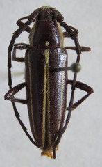 Sphaenothecus facetus