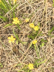 Ranunculus alismifolius