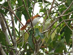 Certhiaxis mustelinus