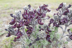 Thermopsis barbata, photograph (c) Morten Ross, some rights reserved (CC BY)