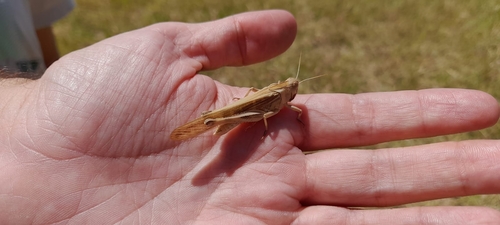 Migratory Locust