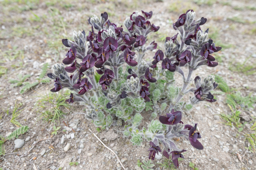 Thermopsis barbata, photograph 5