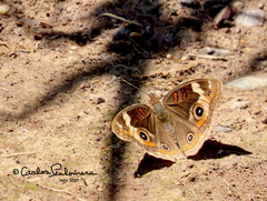 Junonia coenia coenia