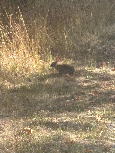 Brush Rabbit seen in Sonoma Valley