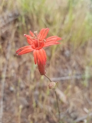 Silene laciniata laciniata