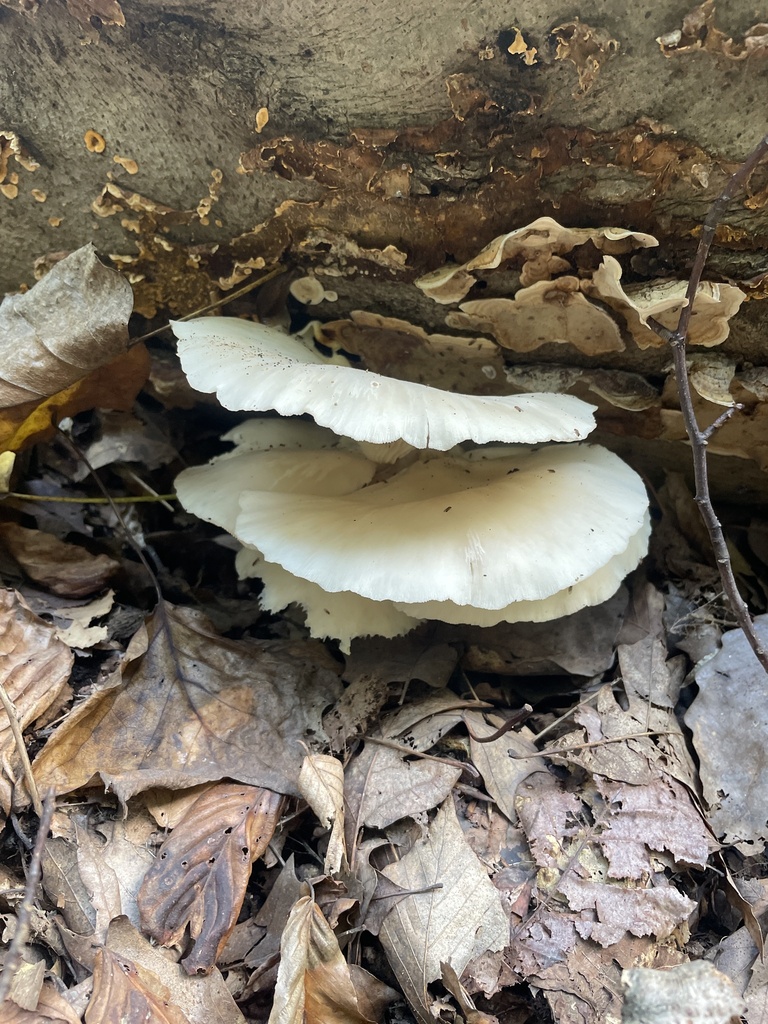 pale oyster · August 2026 · photo: Photo: no rights reserved · iNaturalist
