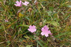 Sidalcea diploscypha