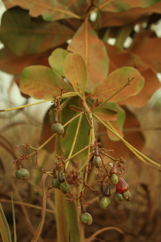 Anacardium humile, photograph 1