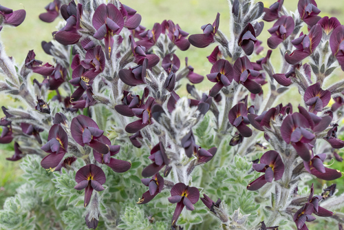Thermopsis barbata, photograph 2