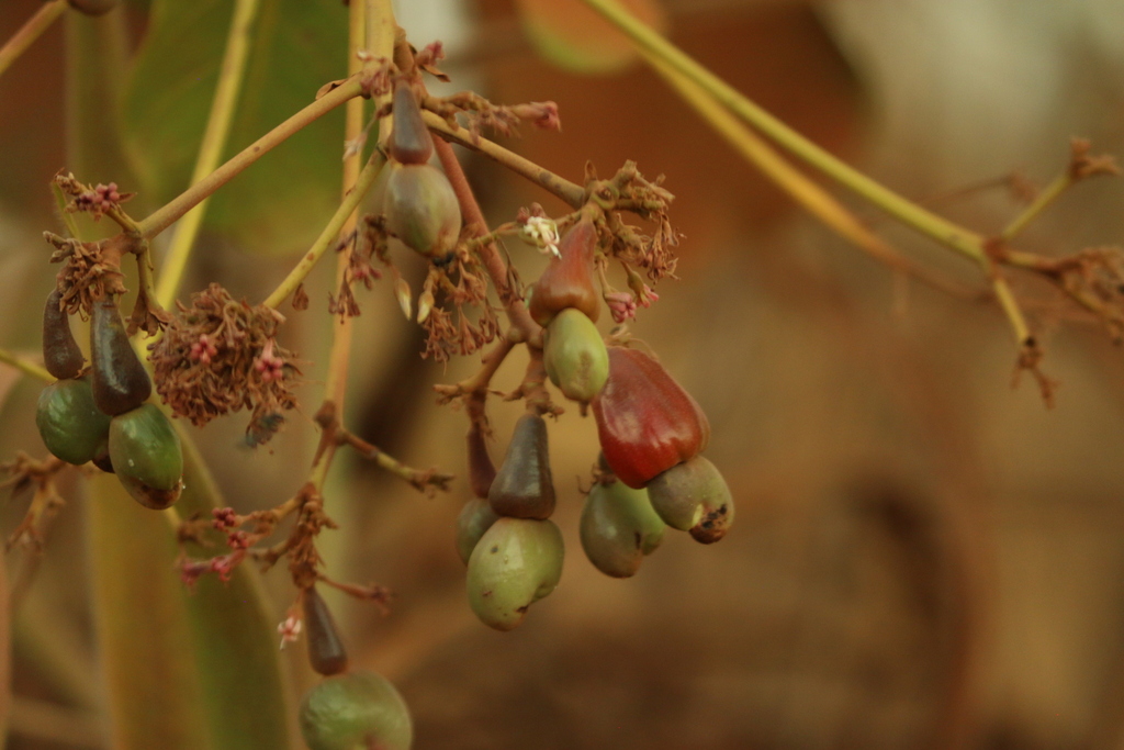Anacardium humile; photograph (c) Wallace Carneiro Almeida, some rights reserved (CC BY-SA)