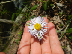 Erigeron pulchellus pulchellus