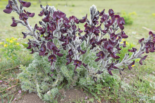 Thermopsis barbata, photograph 1