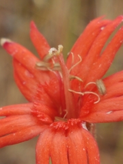 Silene laciniata laciniata
