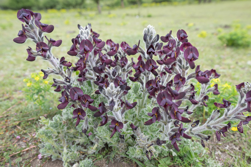Thermopsis barbata, photograph 3