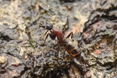 Camponotus atrox