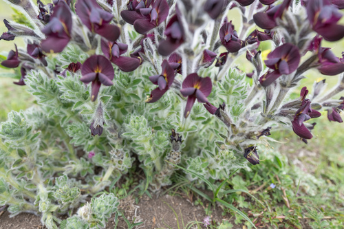 Thermopsis barbata, photograph 4
