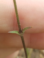 Silene laciniata laciniata