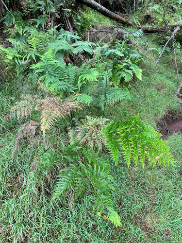 Pteris tremula observed 2026-08-20