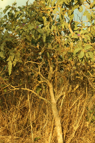 Solanum lycocarpum, photograph 2