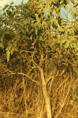 (c) Wallace Carneiro Almeida, some rights reserved (CC BY-SA) Solanum lycocarpum, photograph (c) Wallace Carneiro Almeida, some rights reserved (CC BY-SA)