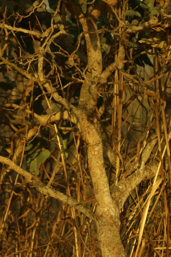 Solanum lycocarpum, photograph 1