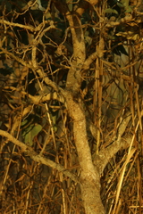 (c) Wallace Carneiro Almeida, some rights reserved (CC BY-SA) Solanum lycocarpum, photograph (c) Wallace Carneiro Almeida, some rights reserved (CC BY-SA)