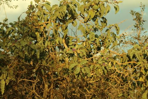 Solanum lycocarpum, photograph 3