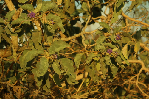 Solanum lycocarpum