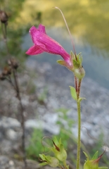 Penstemon triflorus