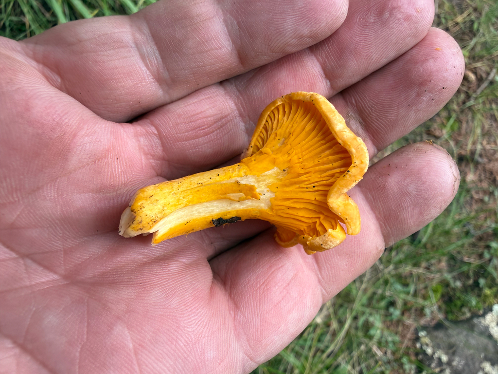 Rainbow Chanterelle · August 2026 · photo: Photo: (c) Michael Tidwell, some rights reserved (CC BY) · iNaturalist